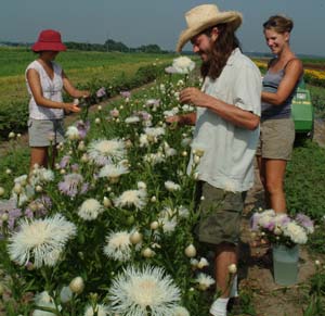 Although using local flowers means you will somewhat limit your choices, beautiful options still abound. Summer options at Pendleton's Farm near Lawrence, Kansas, for instance, include celosia, cosmos, rudbeckia and playful butterfly weed. A fall wedding might feature apples, gourds and pumpkins; a winter event, evergreen boughs and berries.